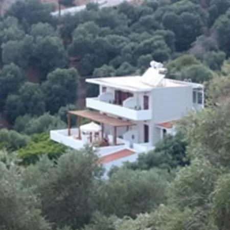 Olive Grove